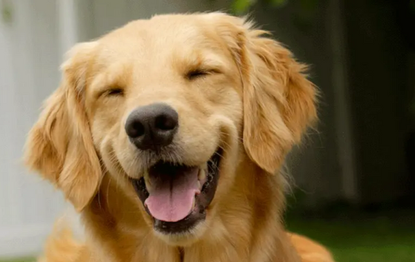 happy dog because of Shot Call'a